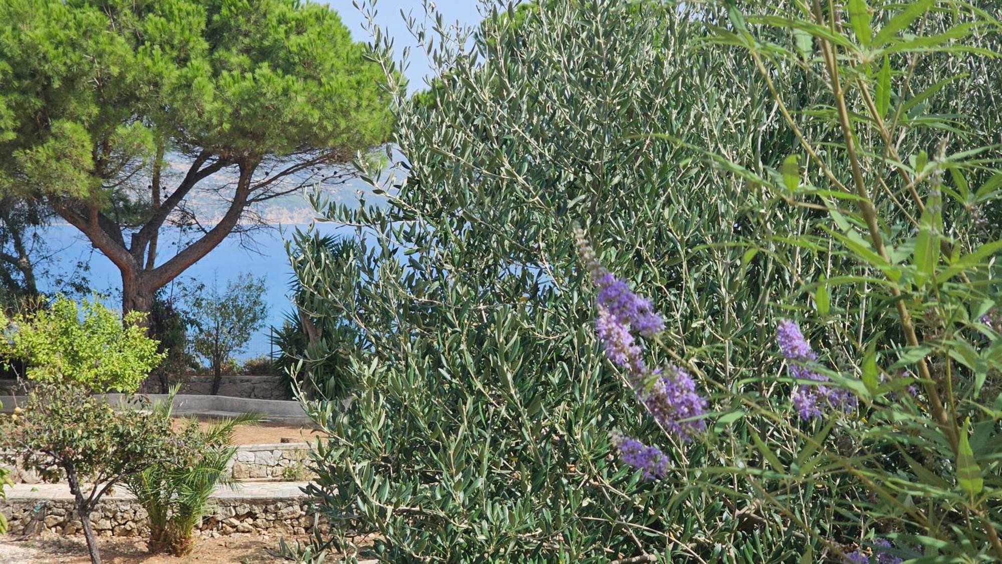 Ploes Luxury Cottages 佩萨达 外观 照片